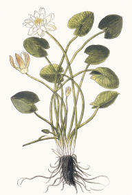 Решение рисунок 1