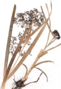 Решение рисунок 2